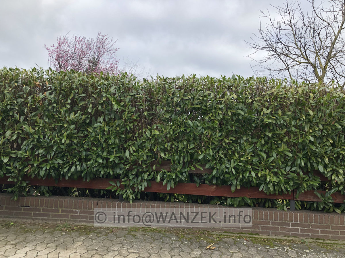 Hecke Kirschlorbeer Herbergii 001.JPG